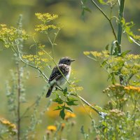 Луговой чекан :: Светлана Григорьева