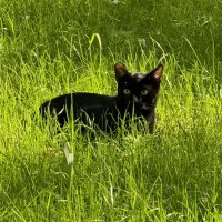 Не дикая красота  :: Анна Камс