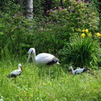 Летом :: AleksSPb Лесниченко