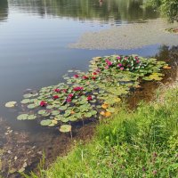 Летняя пора :: Игорь Ч.