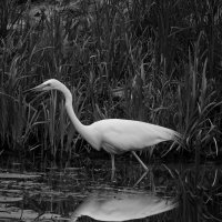 Царица рек и озёр :: Юлия Закопайло