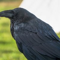 Домашний ворон Карстен. :: Виктор Евстратов Домашний ворон Карстен. :: Виктор Евстратов
