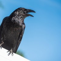 Домашний ворон Карстен. :: Виктор Евстратов Домашний ворон Карстен. :: Виктор Евстратов