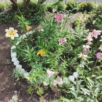 Цветник у дома :: Дмитрий Никитин