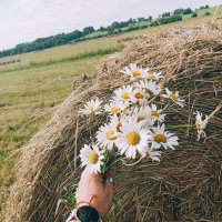 Лето, поле ромашек, светит солнце, поют птицы — какая прекрасная атмосфера! Как же здорово прогулять :: Светлана Мишенёва