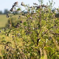 * :: k-e-r-g-u-d-u DM