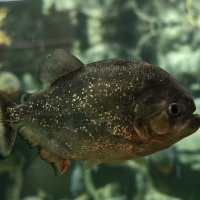 Пиранья :: <<< Наташа >>>