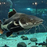 Сом :: <<< Наташа >>>