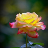 розовый июль... :: Andrey Bragin розовый июль... :: Andrey Bragin