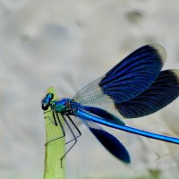 из вчерашней съемки 5 :: Александр Прокудин из вчерашней съемки 5 :: Александр Прокудин