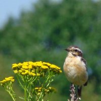 чекан луговой :: gawrilа - dan чекан луговой :: gawrilа - dan