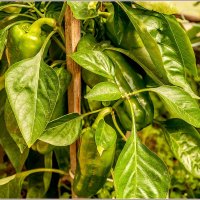 Перчики... :: Aquarius - Сергей