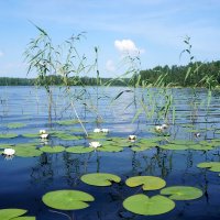 водяные лилии / кувшинки белые :: zavitok *