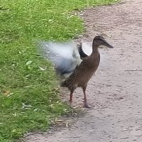 Утка :: Сапсан 