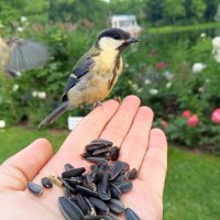 Синица :: Сапсан 