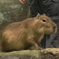 Капибара :: <<< Наташа >>>