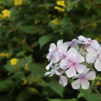 Флоксы :: Дмитрий И_ Флоксы :: Дмитрий И_