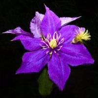 Клематис :: Евгений Клематис :: Евгений