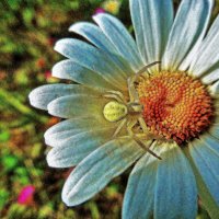 Июль.....Паук-сластена  на ромашке! :: Владимир 