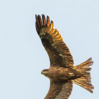 Парящий :: Дарья Меркулова