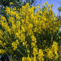 Жёлтые :: Анатолий Чикчирный