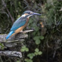 зимородок. :: юрий макаров зимородок. :: юрий макаров