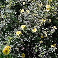 Цветы. :: Владимир Драгунский Цветы. :: Владимир Драгунский