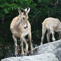 Московский зоопарк. С мамой. :: Наташа ***** Московский зоопарк. С мамой. :: Наташа *****
