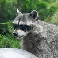 Московский Зоопарк. Енот. :: Наташа *****