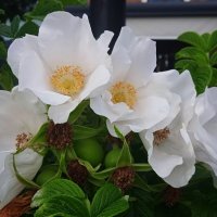 ......... :: Елена Шаламова