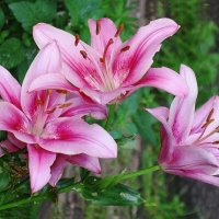 Лилия :: Рита Симонова