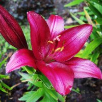 Лилия :: Рита Симонова