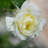 После дождя :: Надежда Куркина 