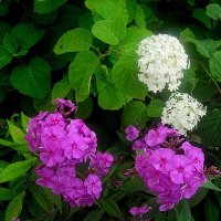 *** :: Елена Семигина