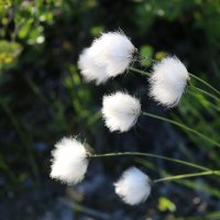 Пушица :: Ольга Пушица :: Ольга