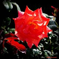 Огни июльские... :: Андрей Заломленков