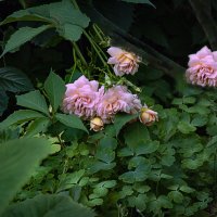 Фотозарисовка, июль :: Владимир Кроливец Фотозарисовка, июль :: Владимир Кроливец