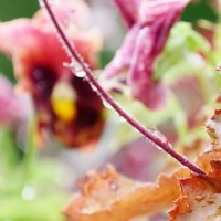 После дождя.. :: Alexey YakovLev После дождя.. :: Alexey YakovLev