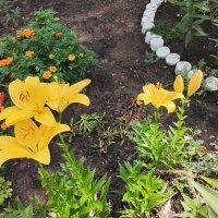 Летняя краса :: Дмитрий Никитин