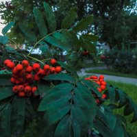 Природа в Городе :: юрий поляков