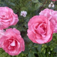 Розы :: Наталия Павлова Розы :: Наталия Павлова