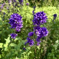 Колокольчики на острове "Коневец"... :: Наталия Павлова