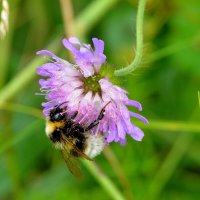 * :: Александр Зуев * :: Александр Зуев