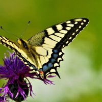 * :: Александр Зуев