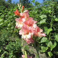 Лето! Цветы! Гладиолусы... :: Galaelina *** Лето! Цветы! Гладиолусы... :: Galaelina ***