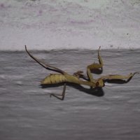 Богомол :: petyxov петухов