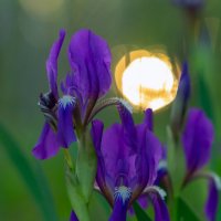 дикий ирис на закате :: Виталий Емельянов