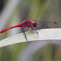 ****** :: Андроник Александр ****** :: Андроник Александр