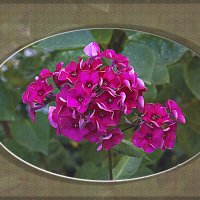 Летняя свежесть :: Владимир Кроливец