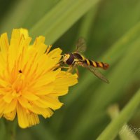 *** :: Елена Kазак (selena1965)